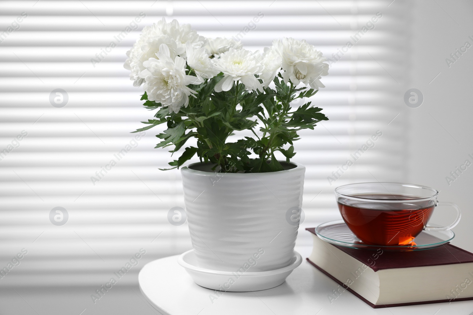 Photo of Beautiful chrysanthemum plant in flower pot, cup of tea and book on white table indoors, space for text