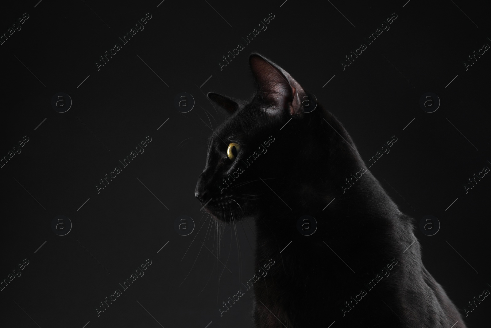 Photo of Adorable cat on black background, space for text. Lovely pet