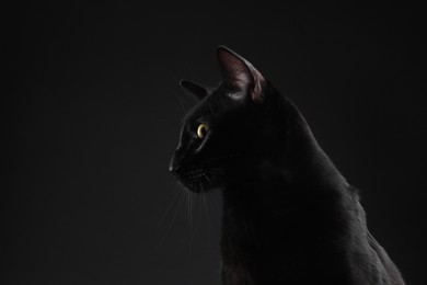 Photo of Adorable cat on black background, space for text. Lovely pet