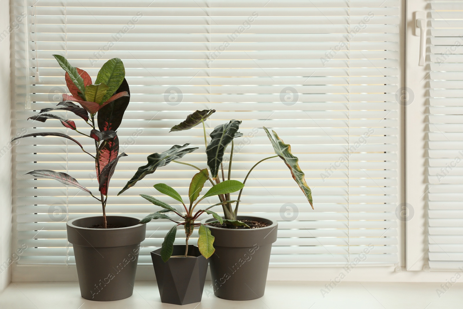 Photo of Different potted plants on sill near window blinds. Space for text