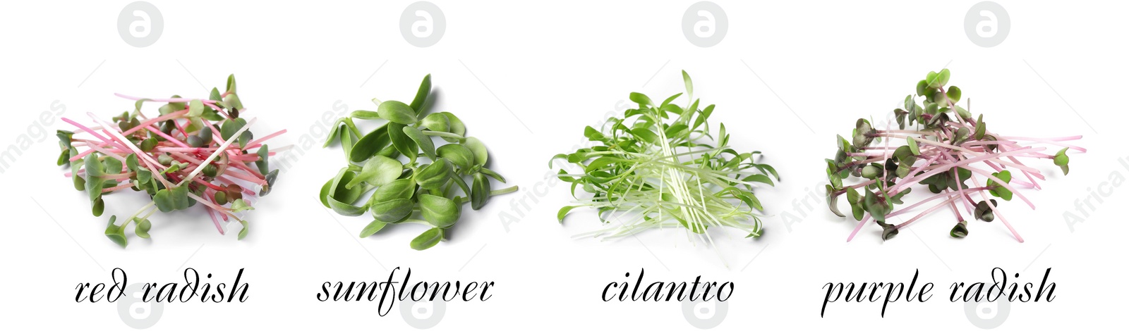 Image of Set of different fresh microgreens on white background. Banner design 