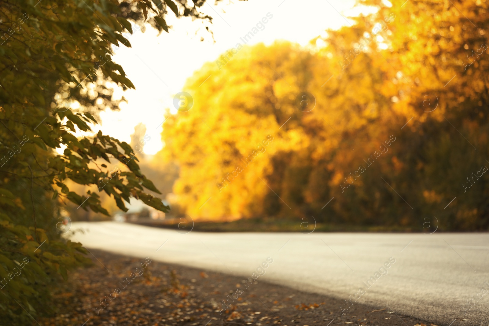 Photo of Beautiful view of asphalt road near autumn forest