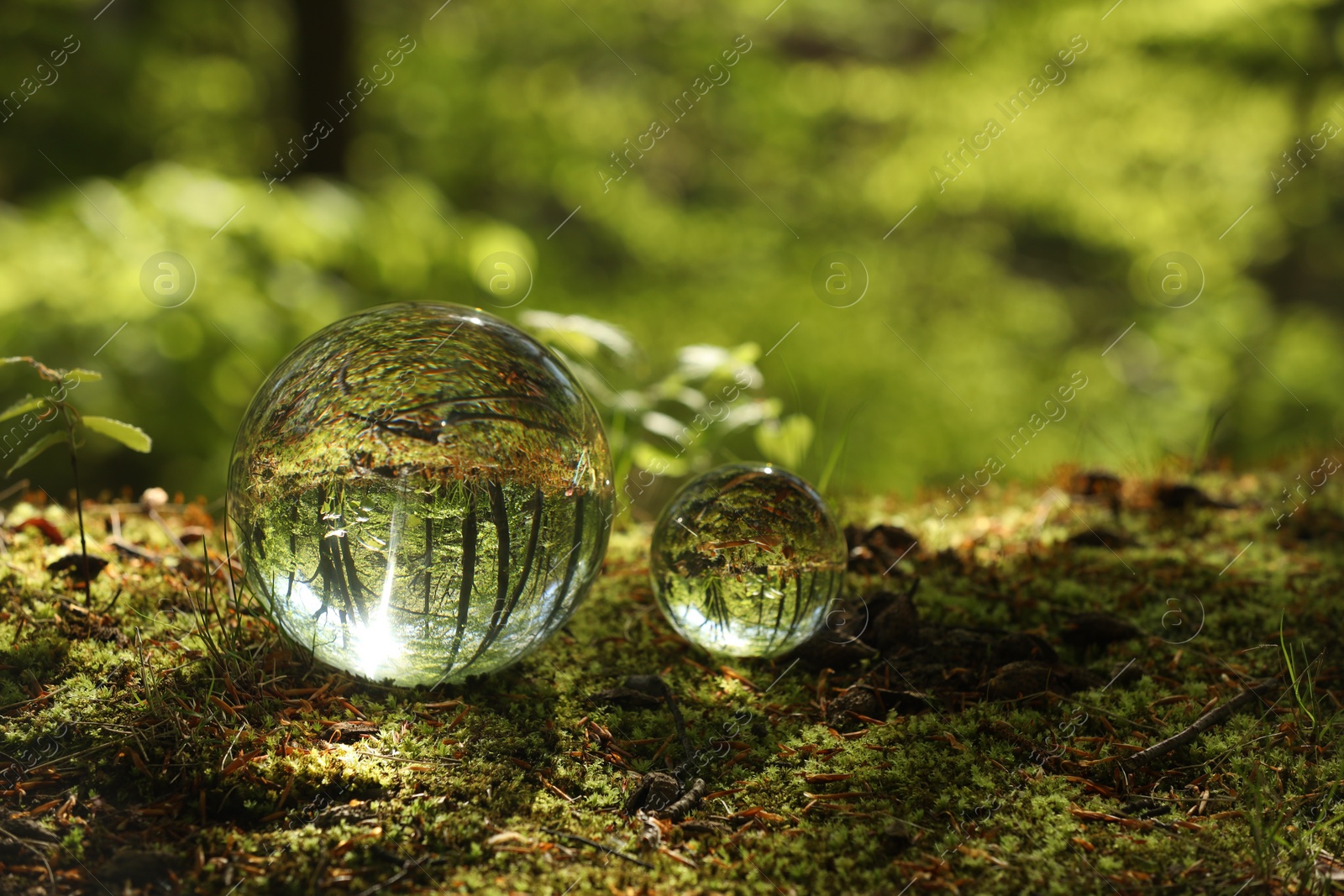 Photo of Beautiful green trees outdoors, overturned reflection. Crystal balls in forest. Space for text