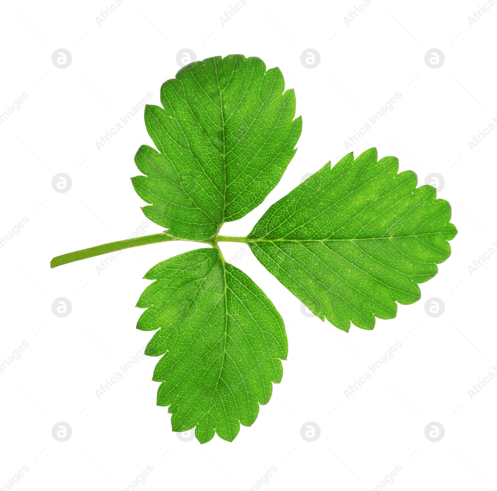 Photo of Fresh green strawberry foliage isolated on white