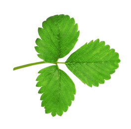 Photo of Fresh green strawberry foliage isolated on white