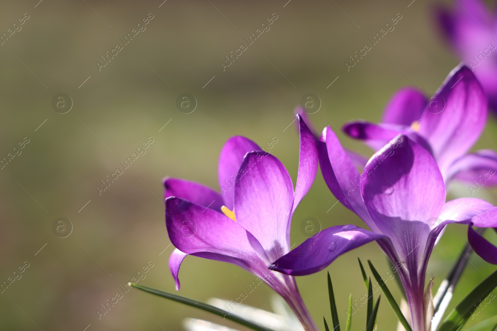 Photo of Fresh purple crocus flowers growing on blurred background, closeup