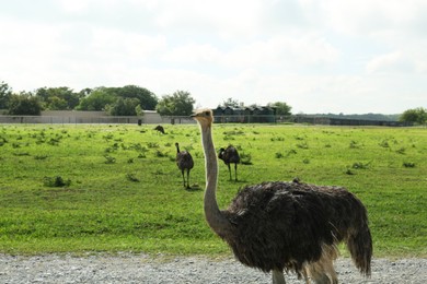 Photo of Beautiful African ostrich in safari park on summer day