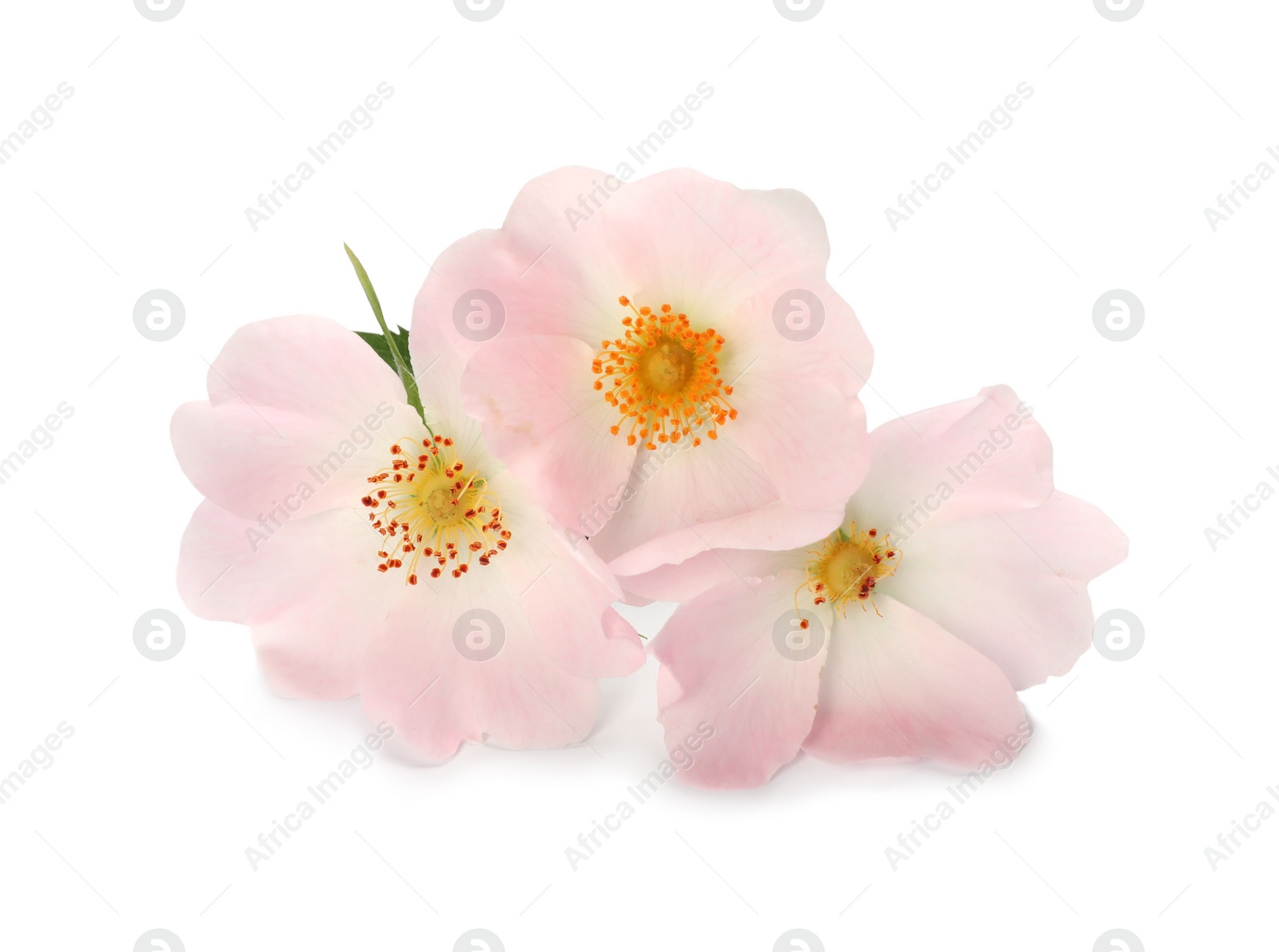 Photo of Beautiful rose hip flowers on white background