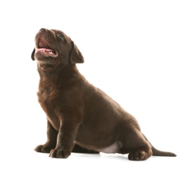 Chocolate Labrador Retriever puppy on white background