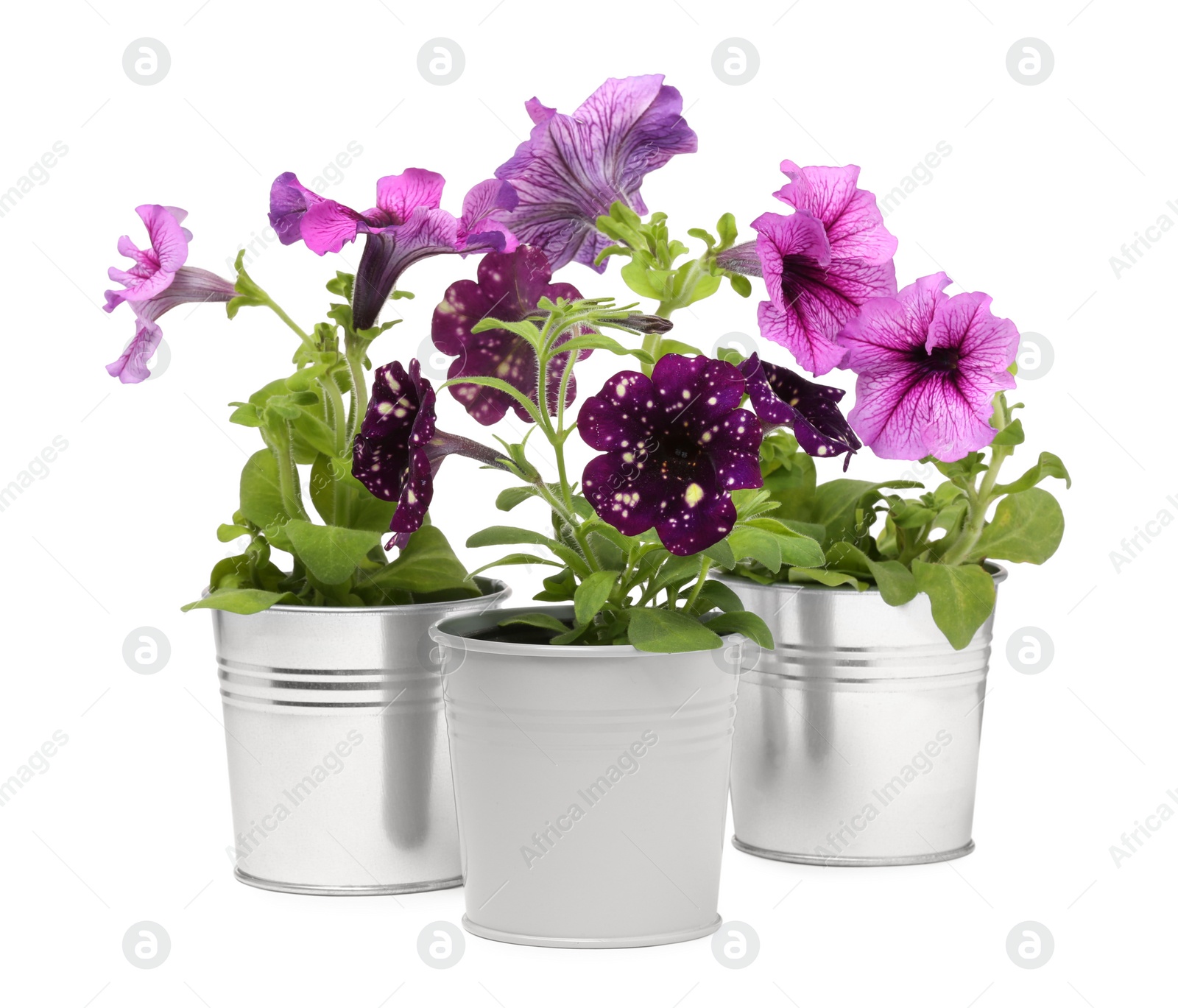 Photo of Beautiful flowers in metal pots isolated on white