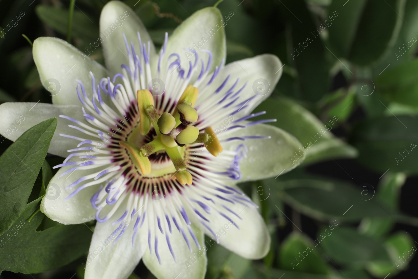 Photo of Beautiful Passiflora plant (passion fruit) with blossom, closeup