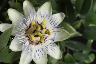 Beautiful Passiflora plant (passion fruit) with blossom, closeup