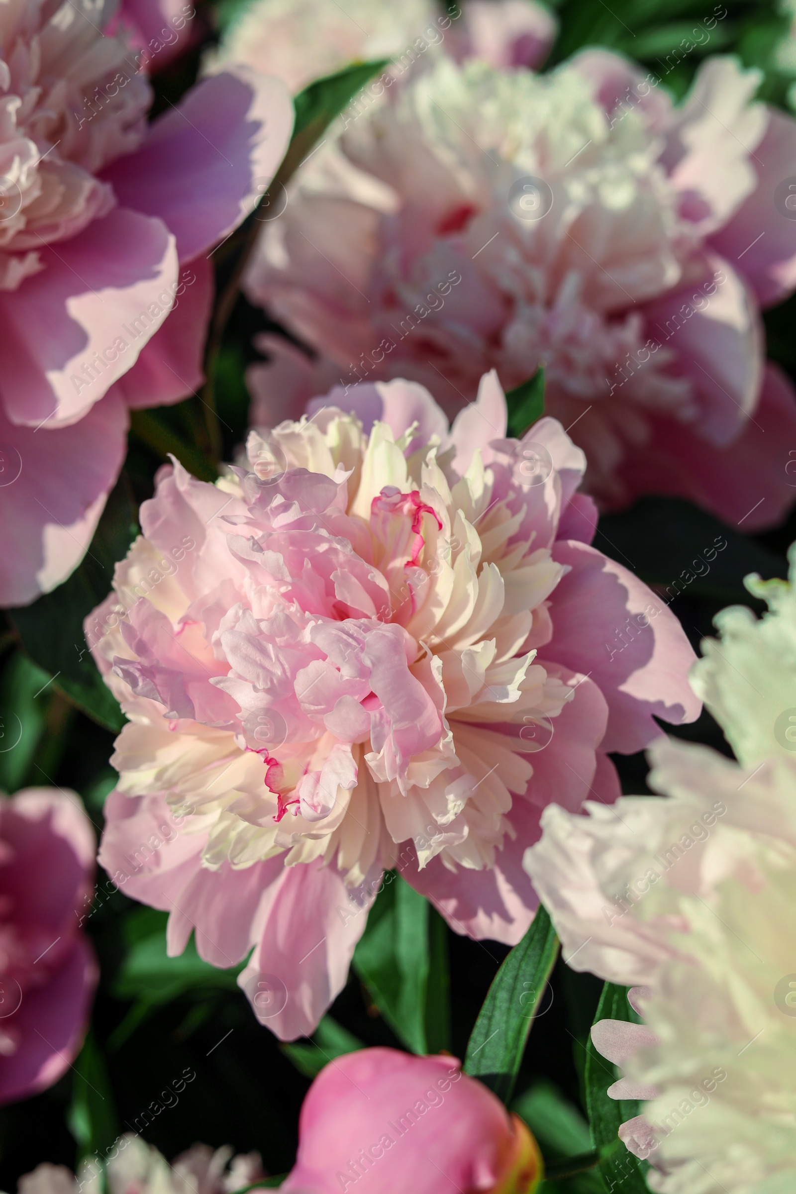 Photo of Wonderful fragrant pink peonies outdoors, closeup view