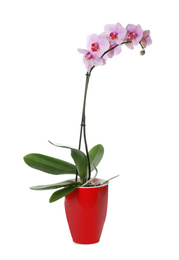 Photo of Beautiful potted Phalaenopsis orchid isolated on white