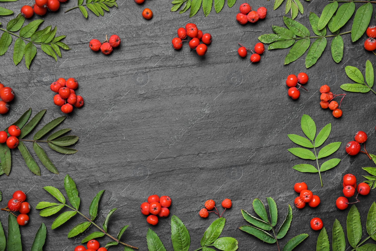 Photo of Frame of fresh ripe rowan berries and green leaves on black table, flat lay. Space for text