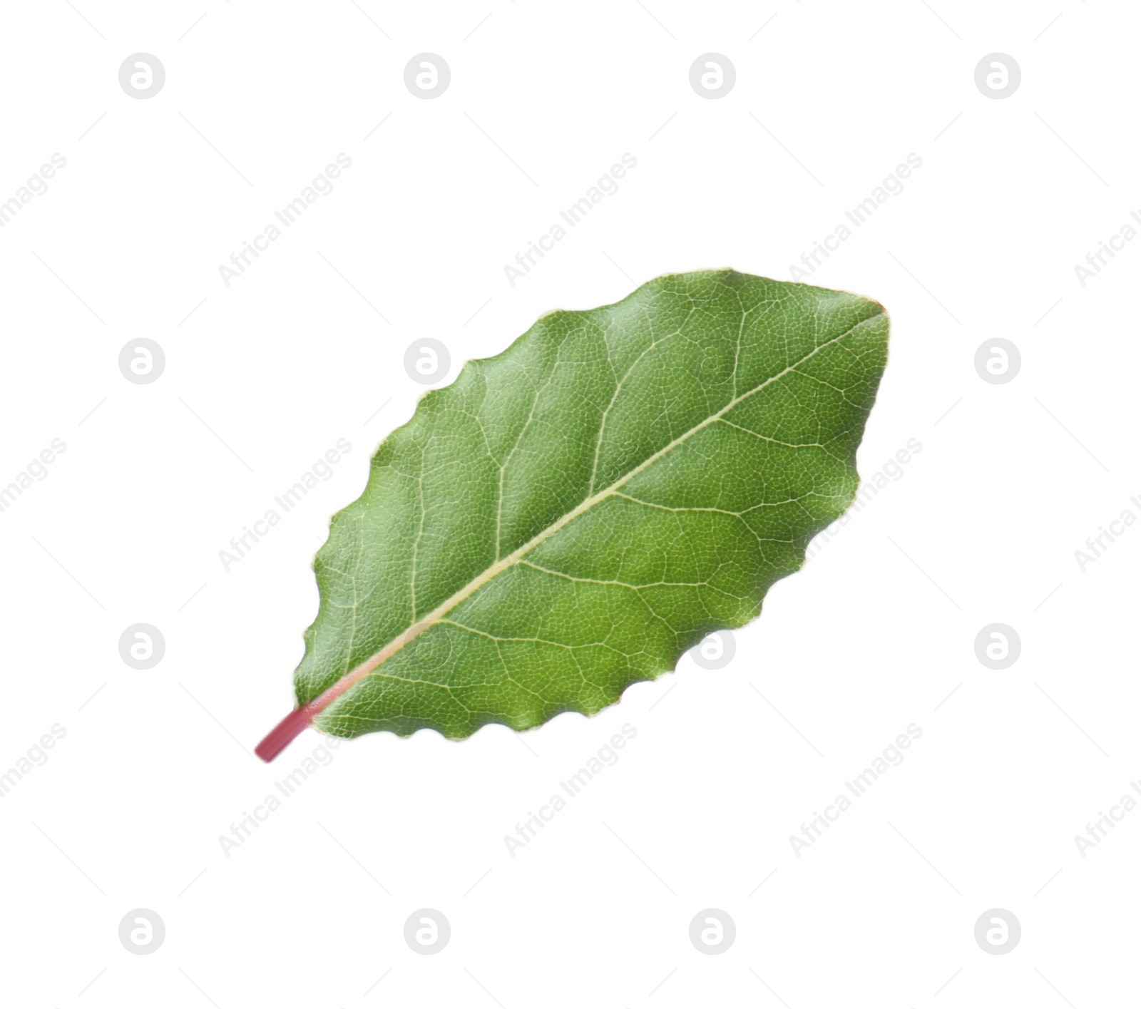 Photo of One fresh bay leaf isolated on white