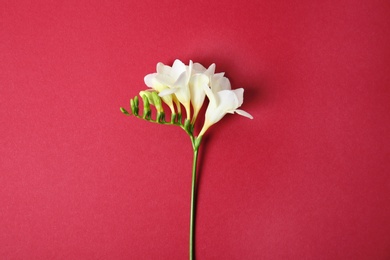 Photo of Beautiful freesia on color background