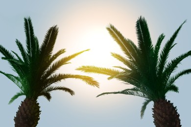 Image of Beautiful palm trees with green leaves against blue sky on sunny day, low angle view