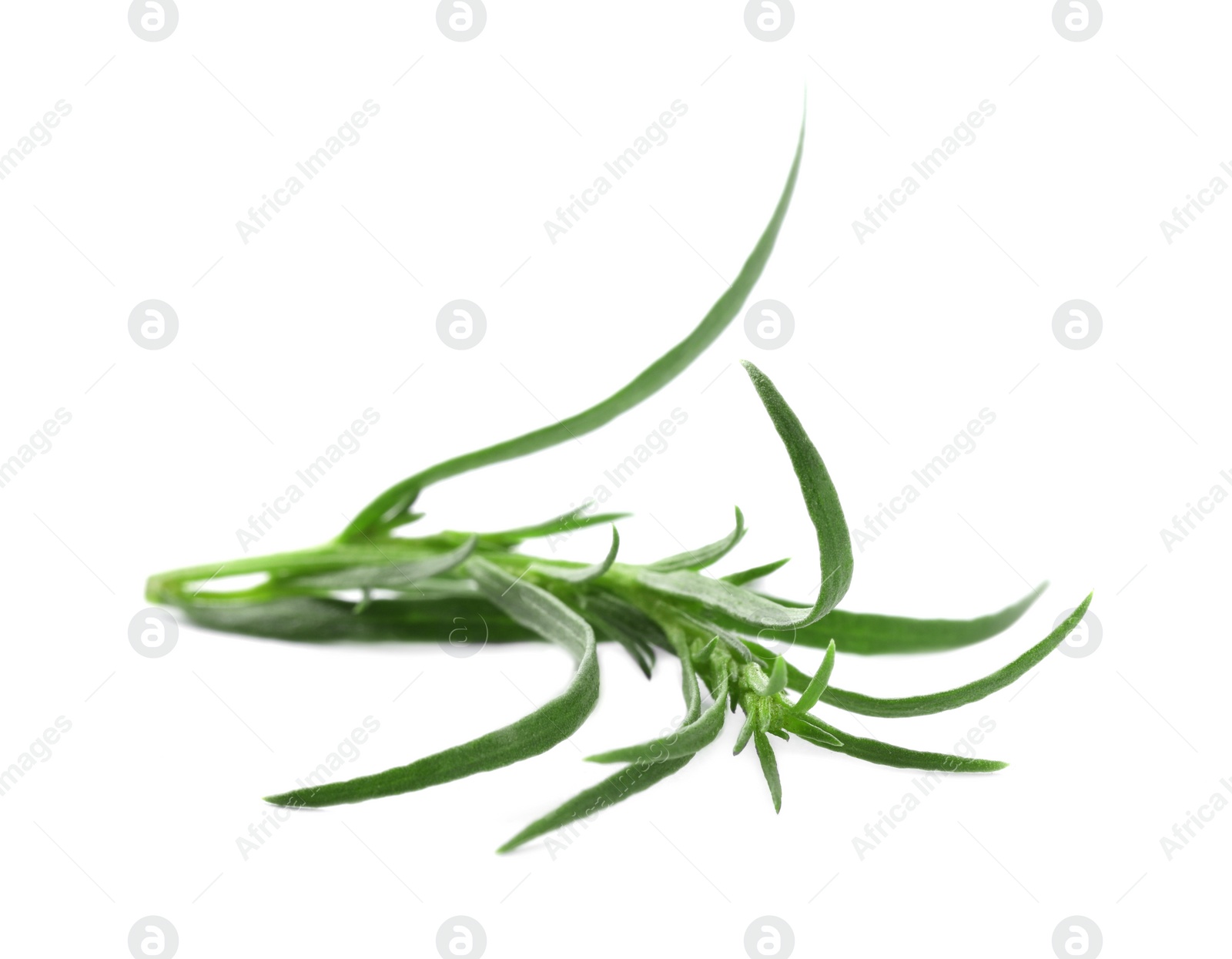 Photo of One sprig of fresh tarragon on white background