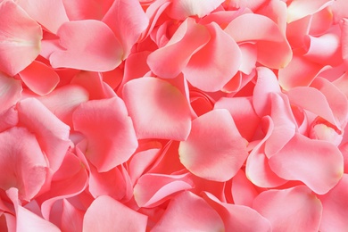 Photo of Beautiful rose petals as background