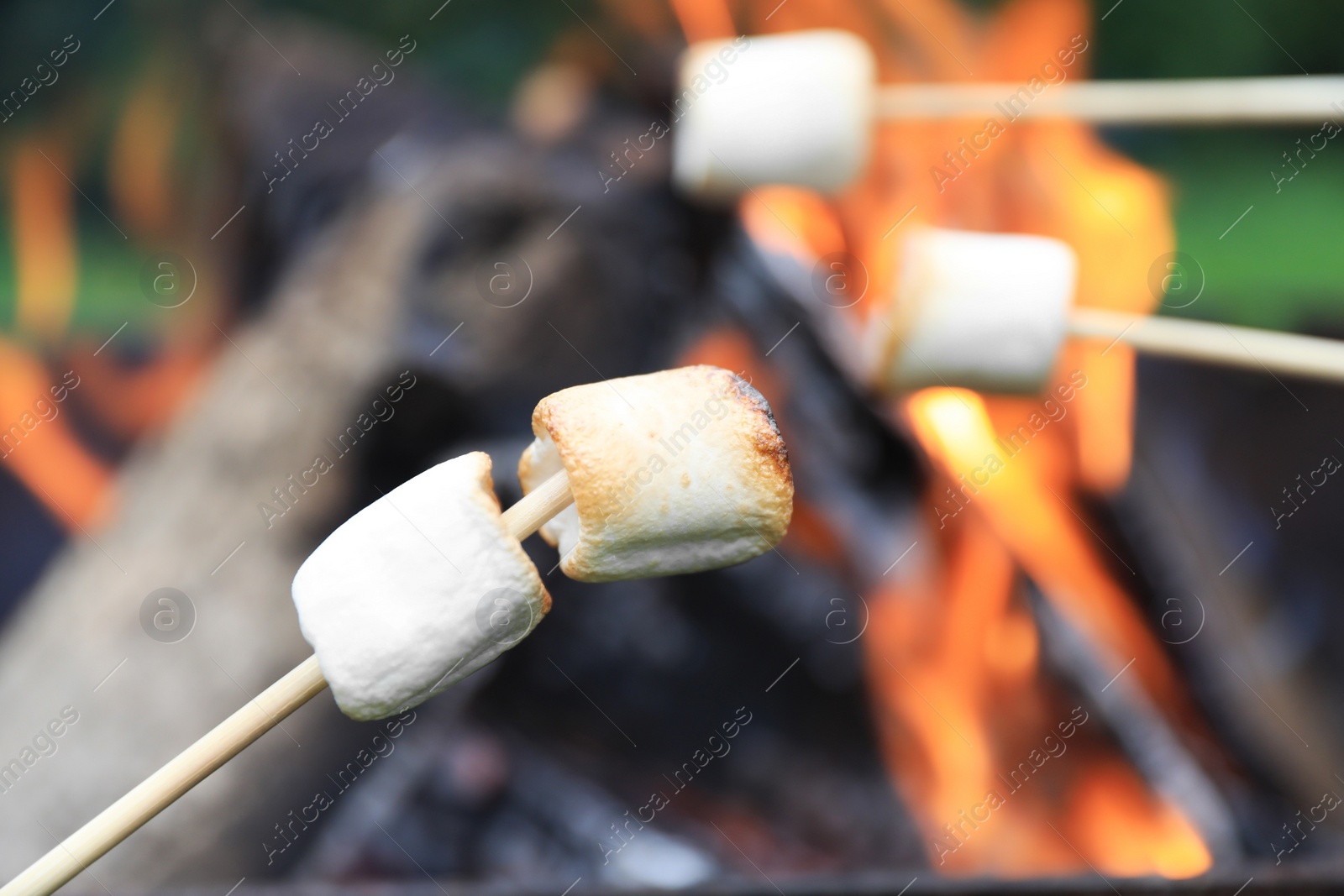 Photo of Delicious puffy marshmallows roasting over bonfire, closeup. Space for text