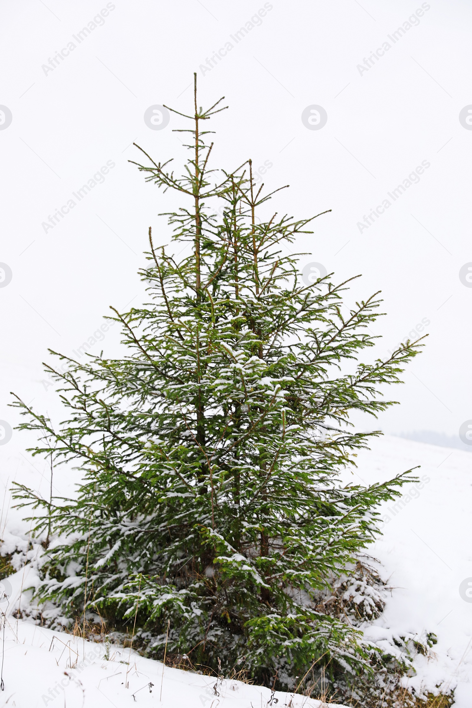 Photo of Beautiful view of fir trees covered with snow outdoors. Winter landscape