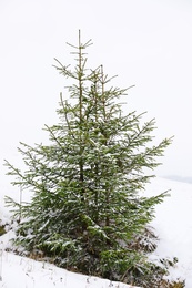 Photo of Beautiful view of fir trees covered with snow outdoors. Winter landscape
