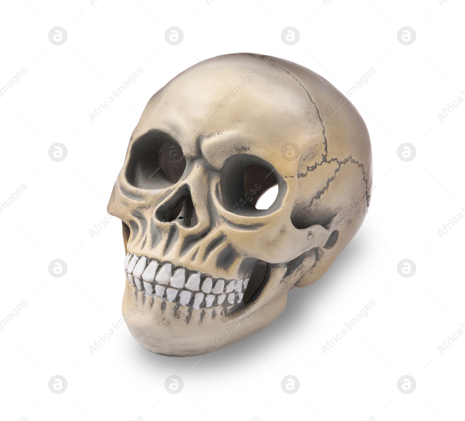 Photo of Human skull with teeth isolated on white