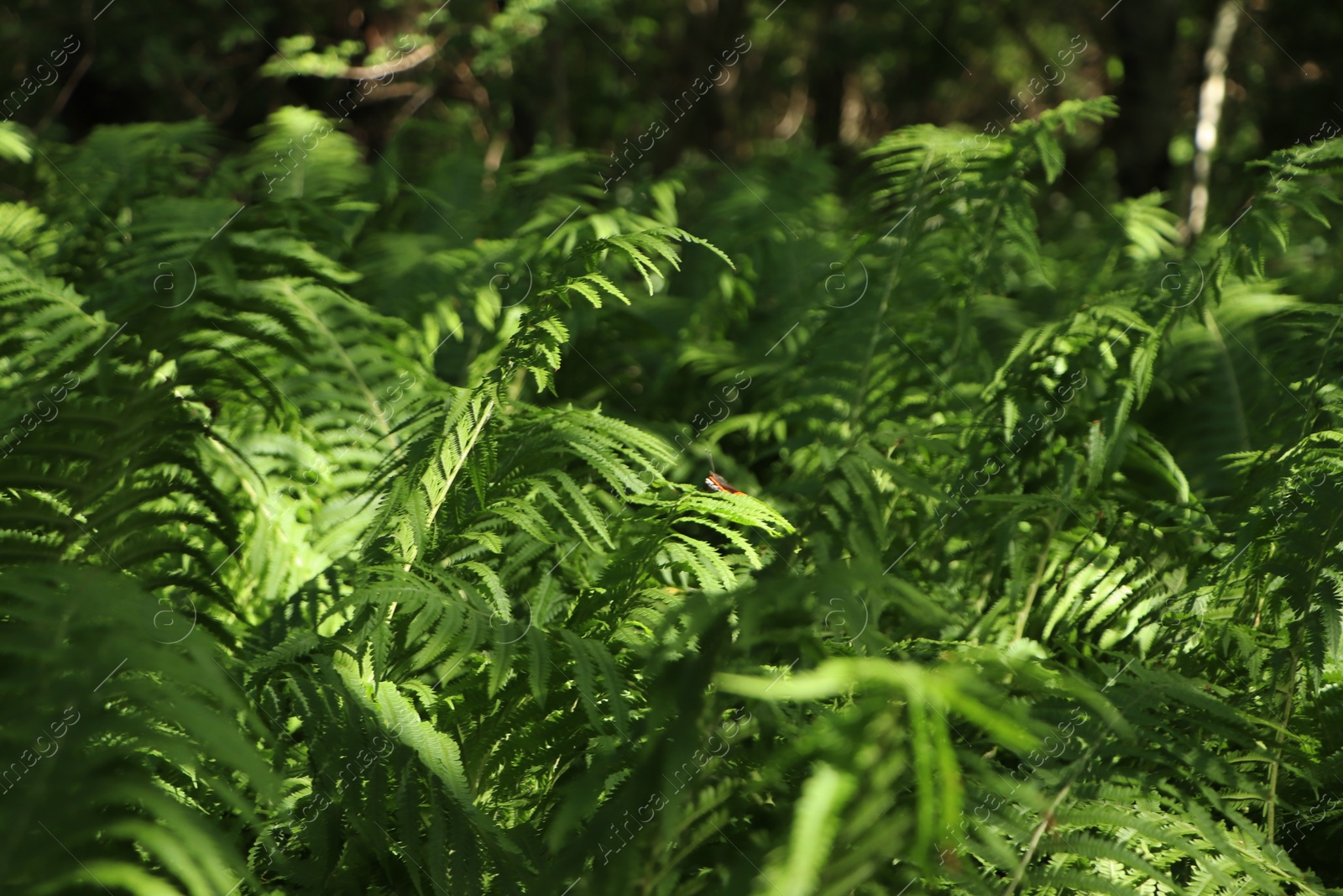 Photo of Beautiful fern with lush green leaves growing outdoors