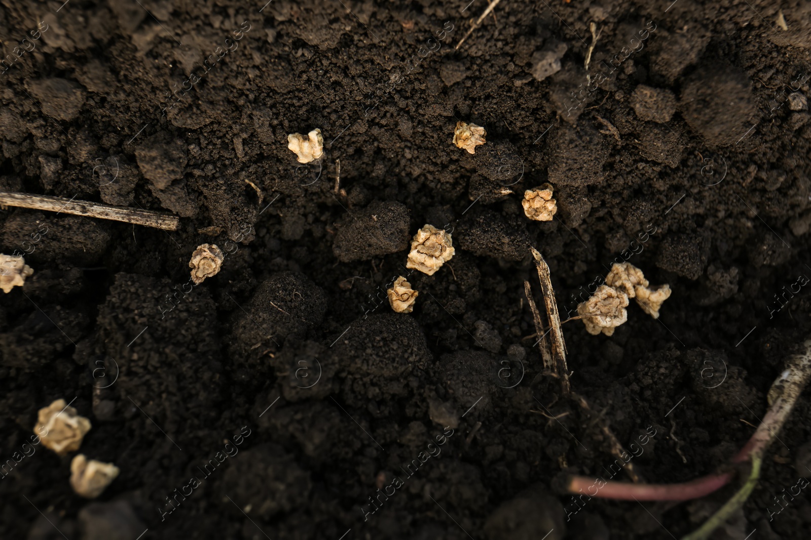Photo of Beet seeds in fertile soil, top view. Vegetables growing