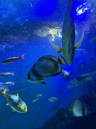Photo of Different fishes swimming in sea, low angle view. Underwater world