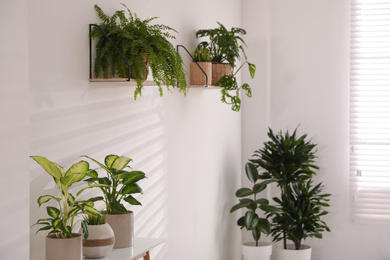 Photo of Beautiful potted plants near white wall at home