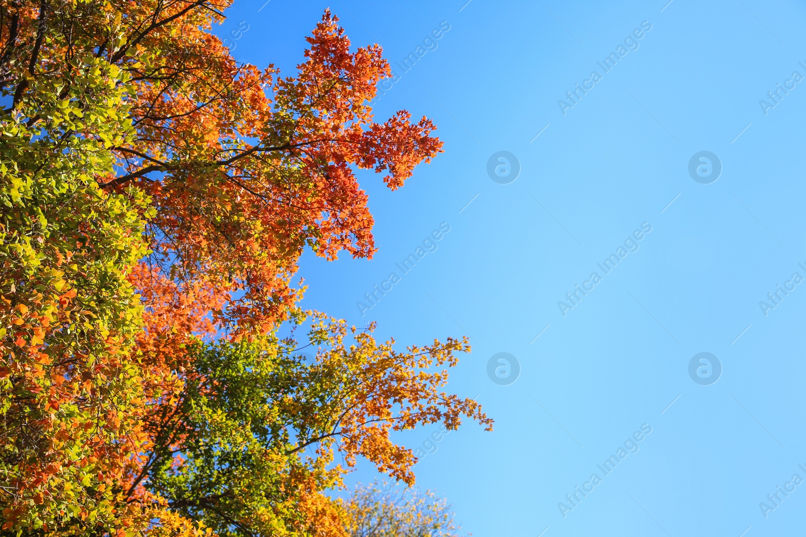 Photo of Branches with autumn leaves against blue sky on sunny day. Space for text