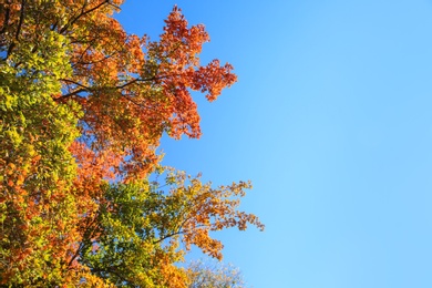 Branches with autumn leaves against blue sky on sunny day. Space for text