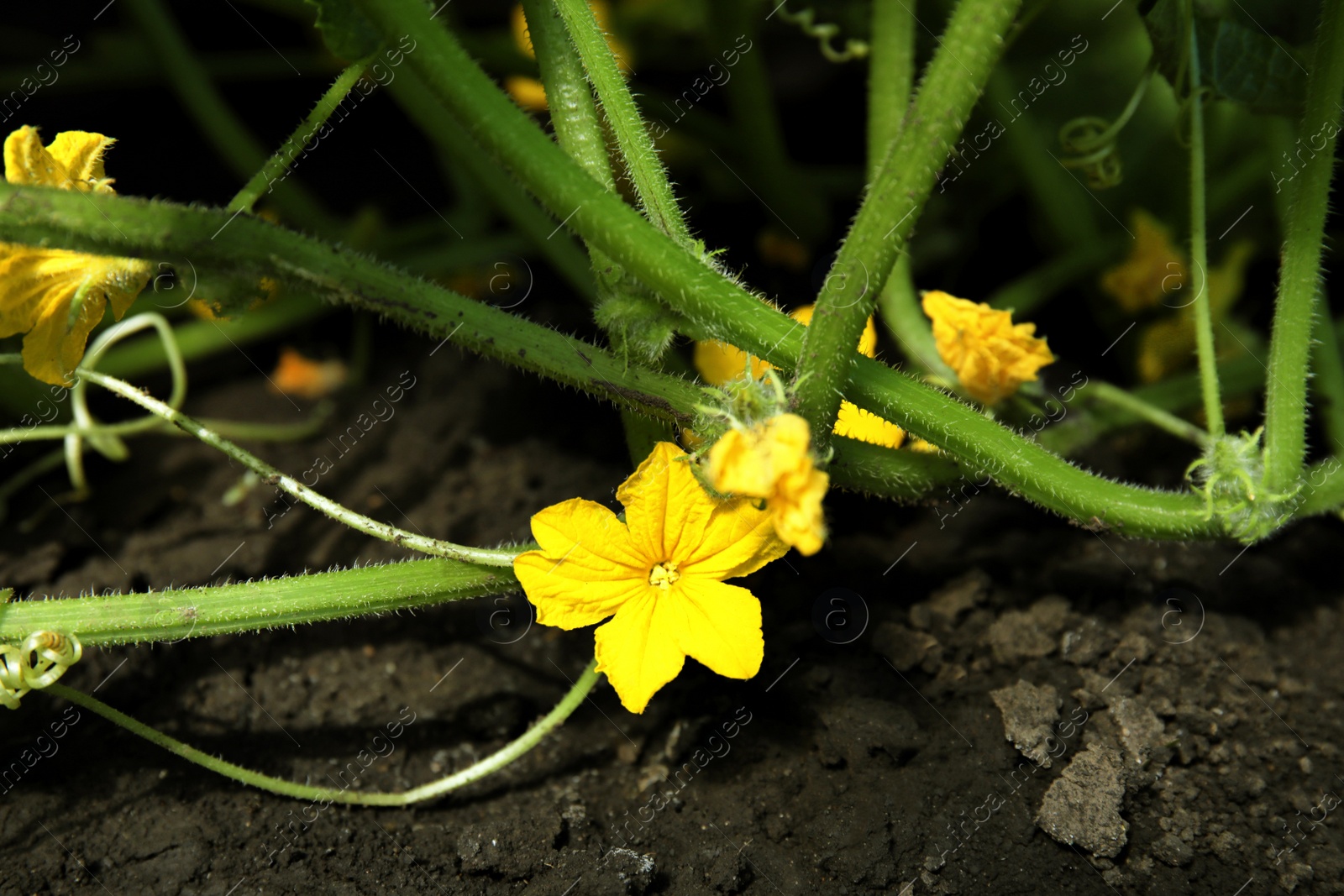 Photo of Green cucumber plant with bloom in garden on sunny day