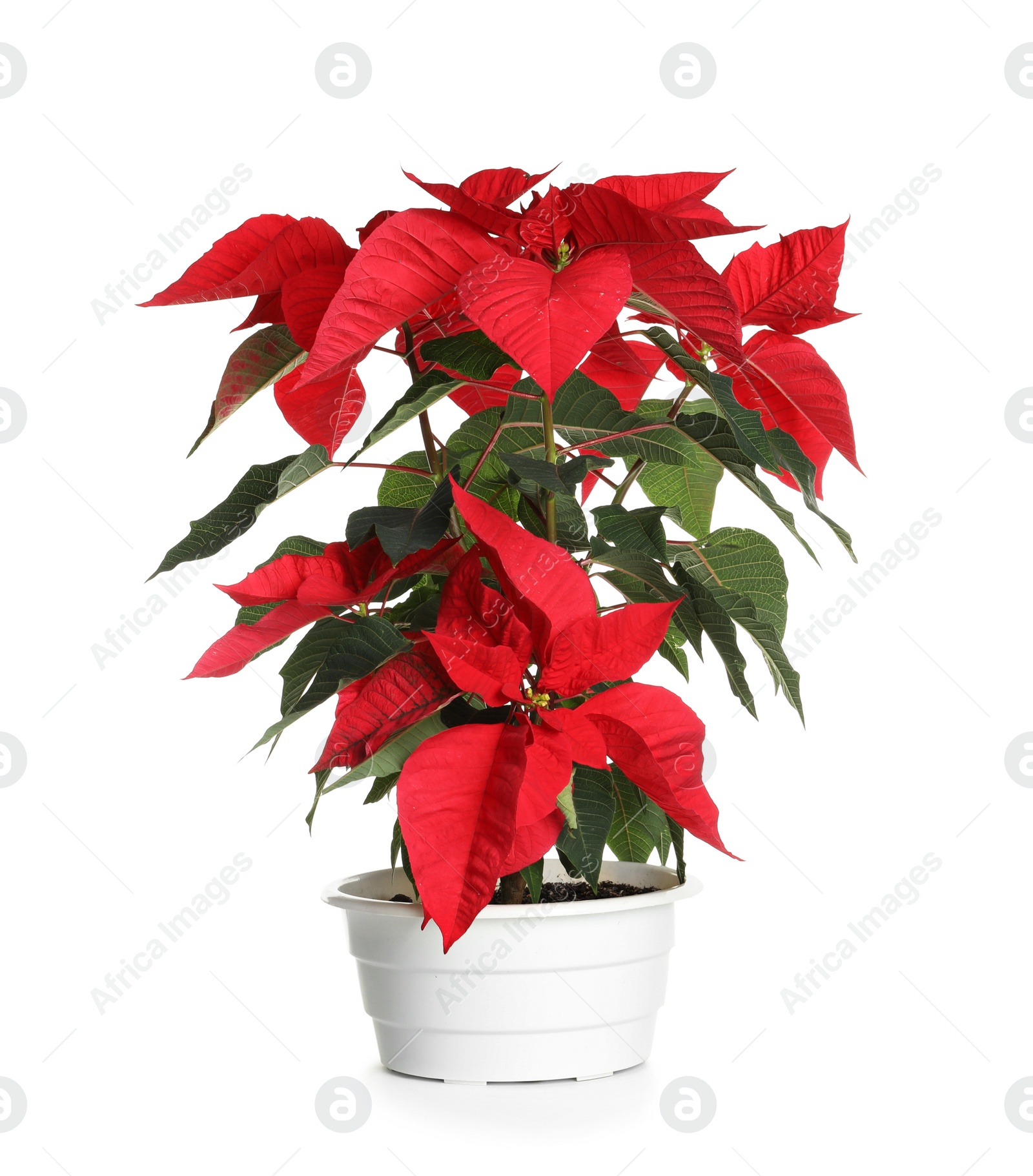 Photo of Pot with poinsettia (traditional Christmas flower) on white background