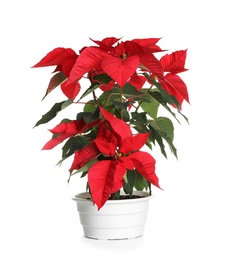 Photo of Pot with poinsettia (traditional Christmas flower) on white background