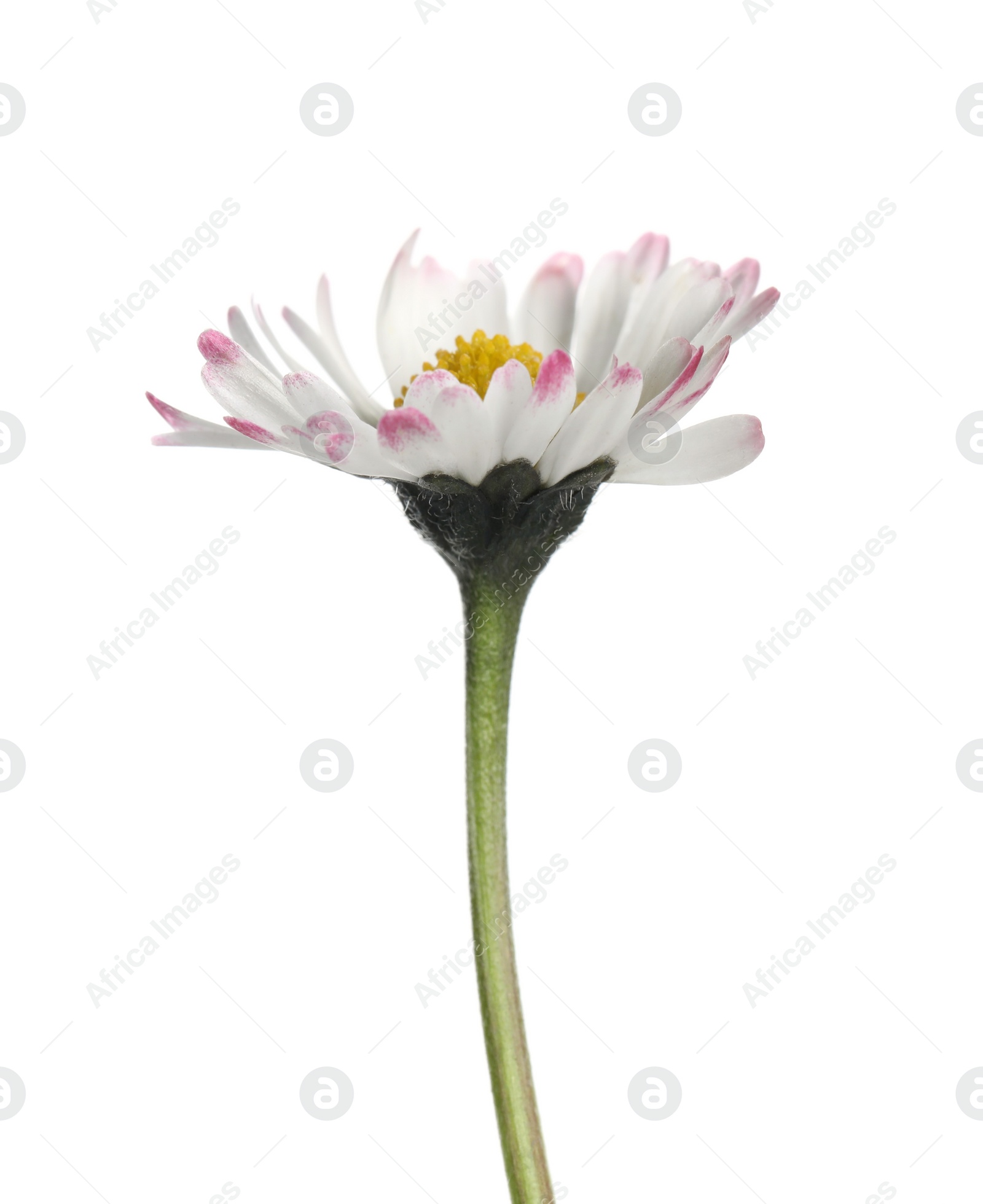 Photo of Beautiful bellis perennis (daisy) flower isolated on white