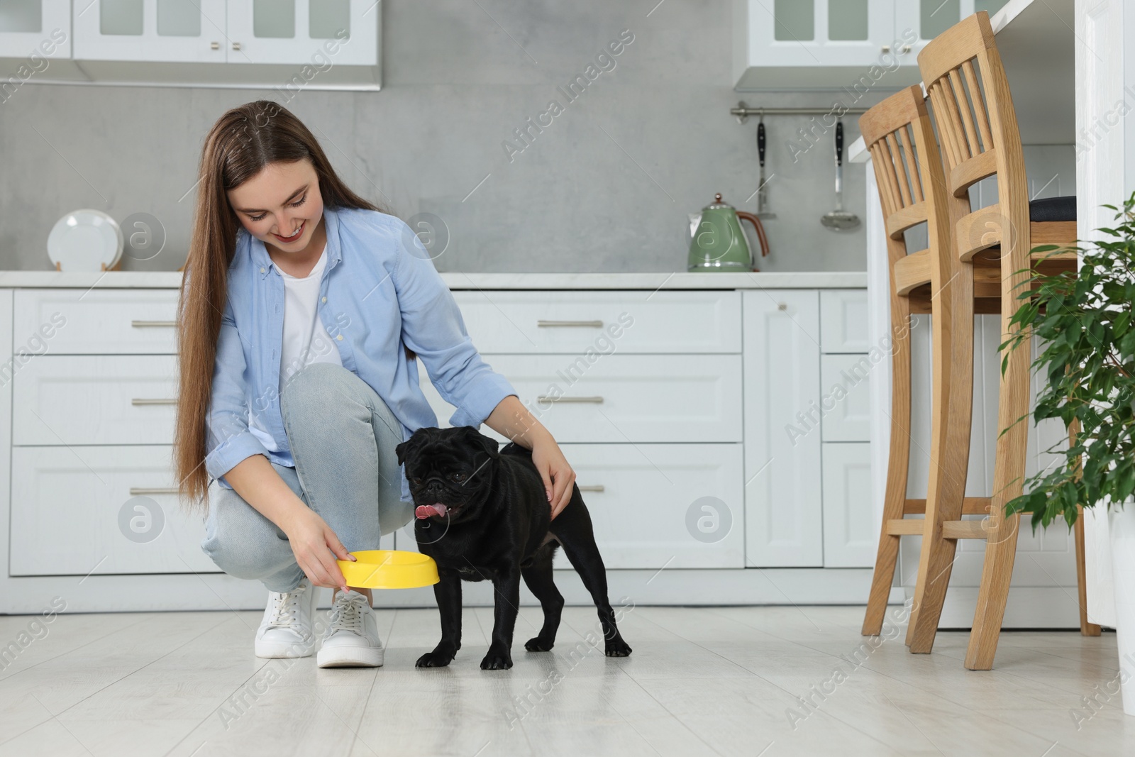 Photo of Beautiful young woman feeding her adorable Pug dog in kitchen, space for text