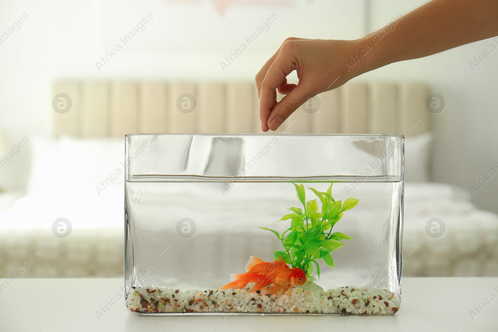 Photo of Woman feeding beautiful goldfish at home, closeup