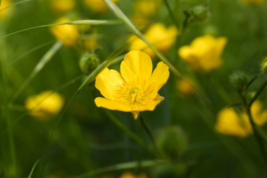 Photo of Beautiful yellow buttercup flower growing in green grass outdoors, closeup