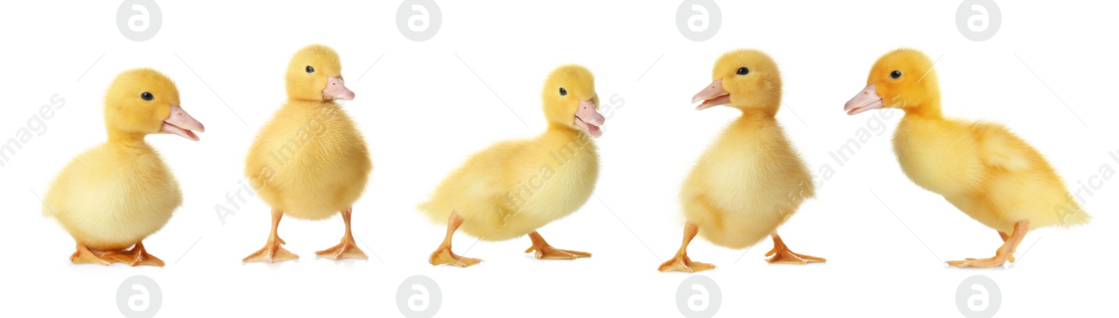 Image of Collage with cute fluffy ducklings on white background, banner design. Farm animals