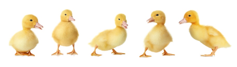 Image of Collage with cute fluffy ducklings on white background, banner design. Farm animals