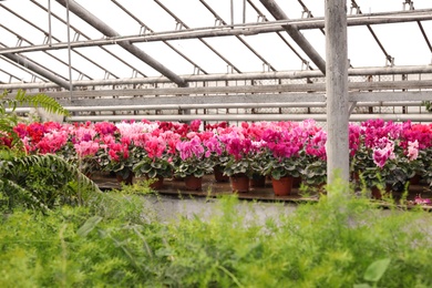 Photo of Beautiful blooming flowers in greenhouse. Home gardening