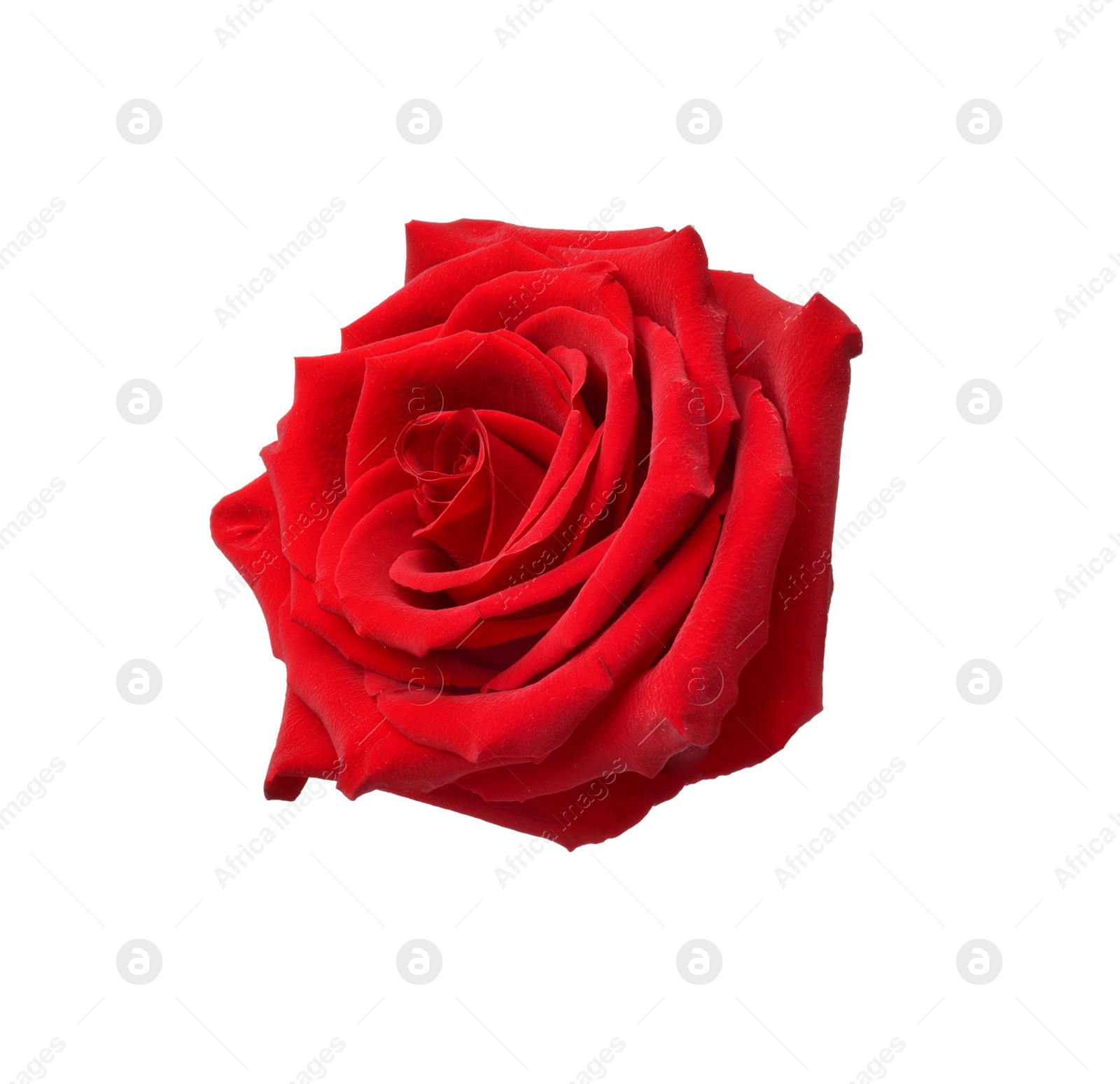 Photo of Beautiful fresh red rose isolated on white