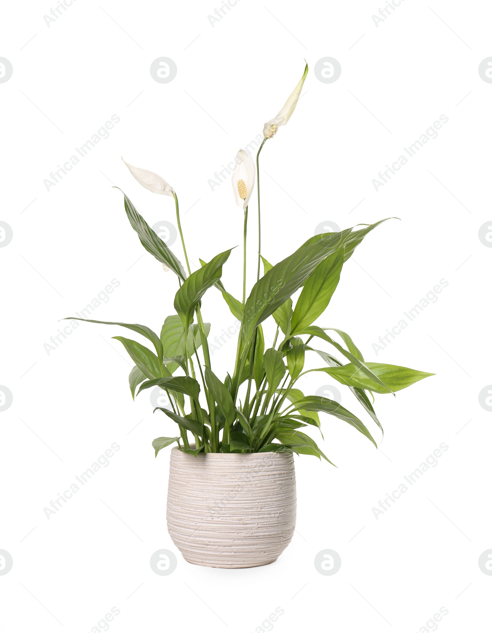 Photo of Blooming spathiphyllum in pot on white background. Beautiful houseplant