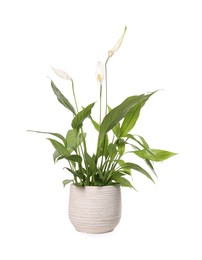 Photo of Blooming spathiphyllum in pot on white background. Beautiful houseplant