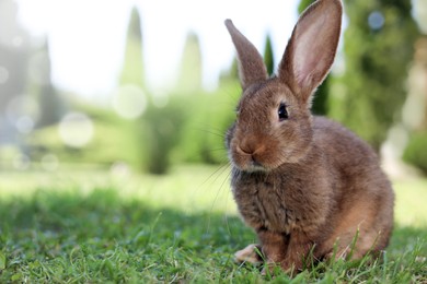 Photo of Cute fluffy rabbit on green grass outdoors. Space for text