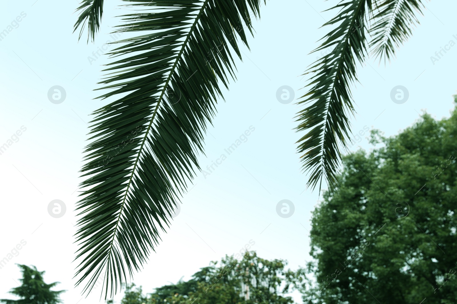 Photo of Beautiful tropical leaves of palm tree against clear sky