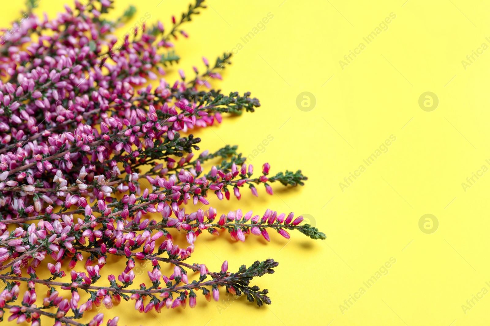 Photo of Heather branches with beautiful flowers on yellow background, closeup. Space for text